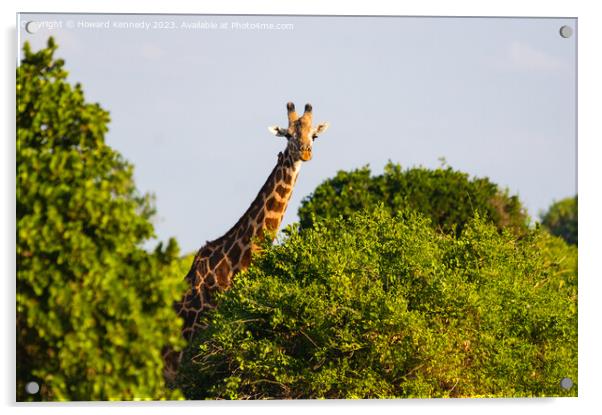 Giraffe looking over trees Acrylic by Howard Kennedy
