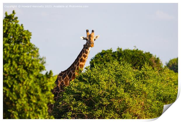 Giraffe looking over trees Print by Howard Kennedy