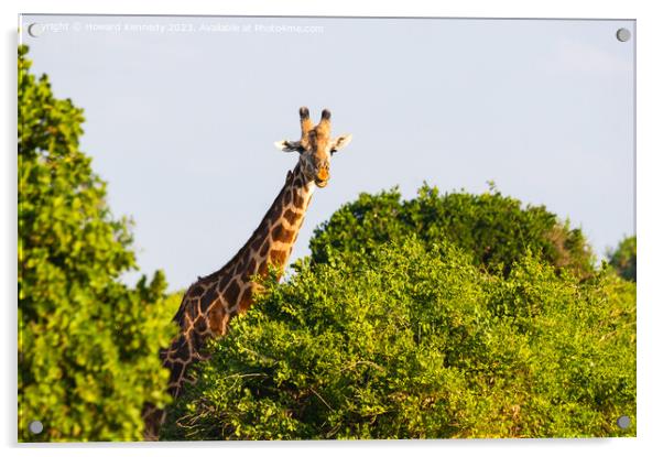 Smiling Giraffe Acrylic by Howard Kennedy