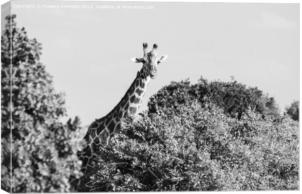 Smiling Giraffe in black and white Canvas Print by Howard Kennedy