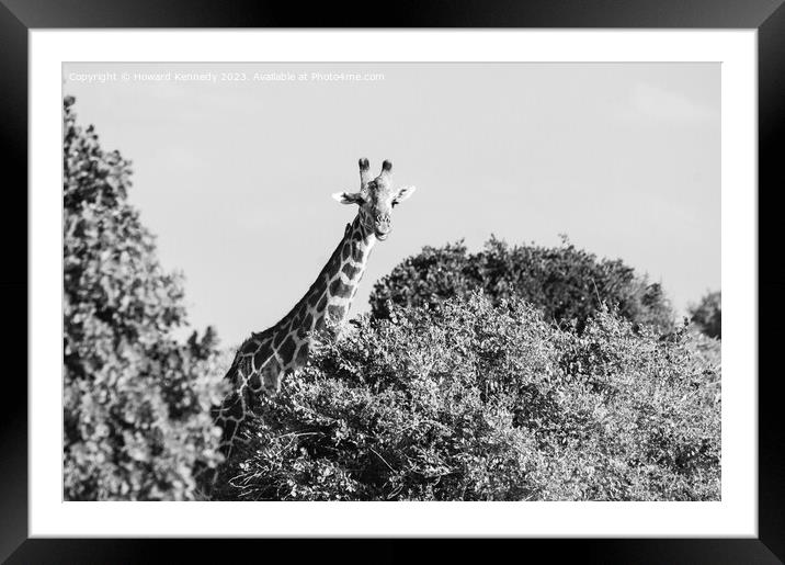 Smiling Giraffe in black and white Framed Mounted Print by Howard Kennedy