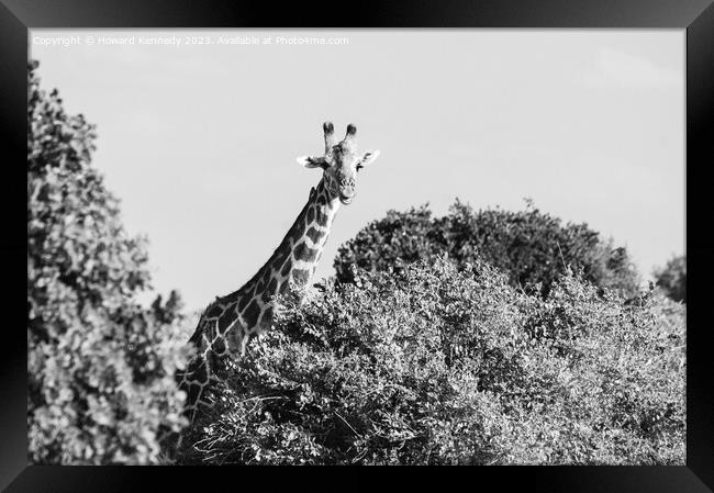 Smiling Giraffe in black and white Framed Print by Howard Kennedy