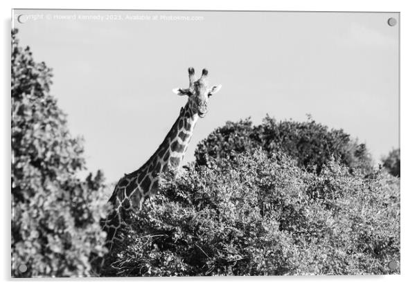 Smiling Giraffe in black and white Acrylic by Howard Kennedy