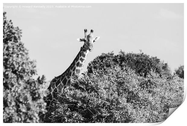 Smiling Giraffe in black and white Print by Howard Kennedy