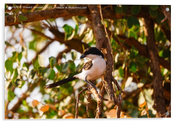 Long-Tailed Fiscal Acrylic by Howard Kennedy