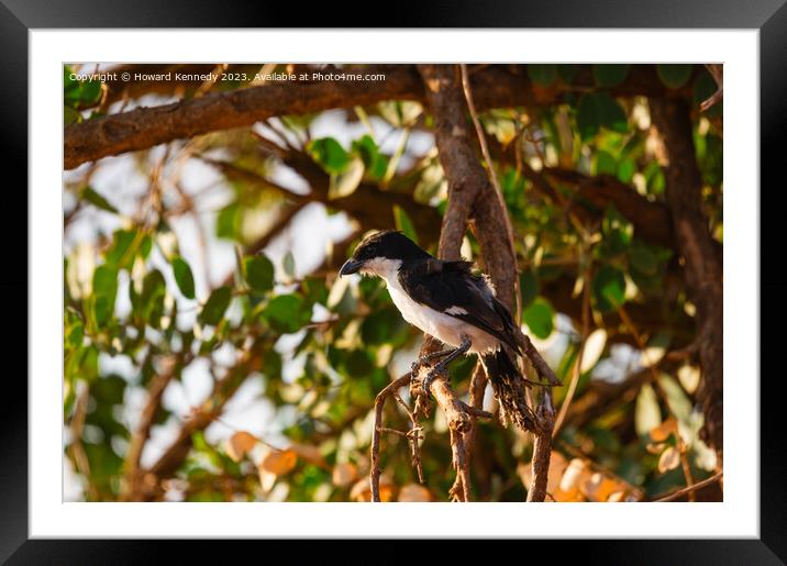 Long-Tailed Fiscal Framed Mounted Print by Howard Kennedy
