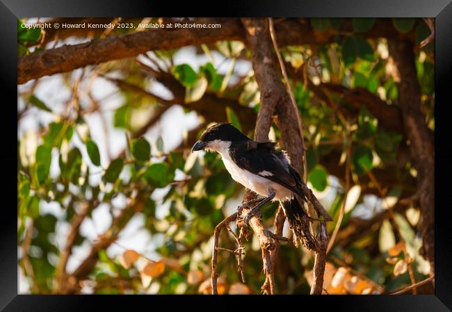 Long-Tailed Fiscal Framed Print by Howard Kennedy