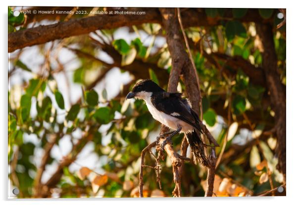 Long-Tailed Fiscal Acrylic by Howard Kennedy