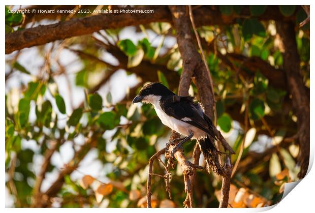 Long-Tailed Fiscal Print by Howard Kennedy