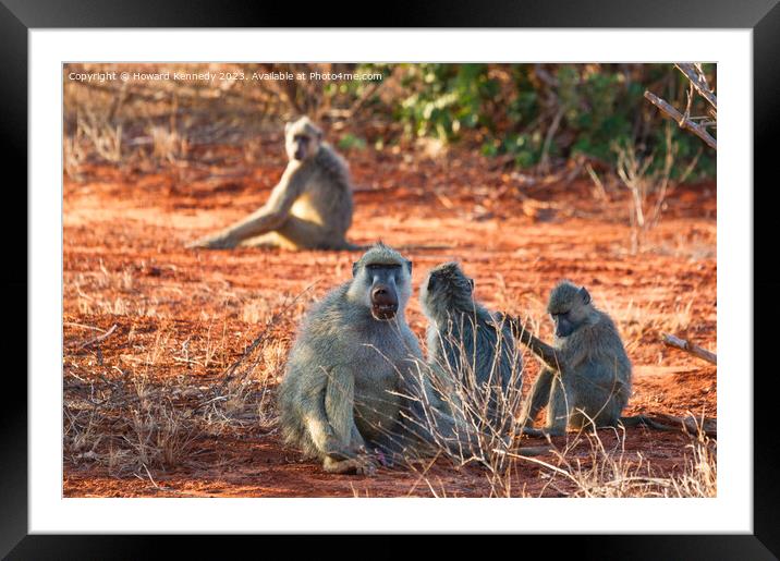 Yellow Baboon family Framed Mounted Print by Howard Kennedy