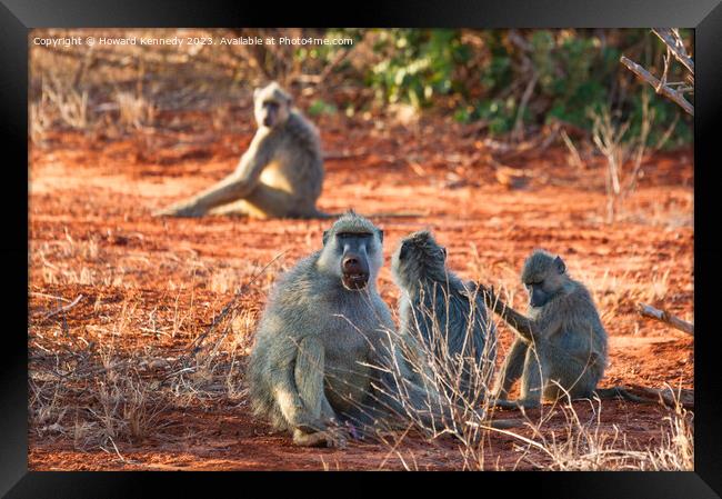 Yellow Baboon family Framed Print by Howard Kennedy