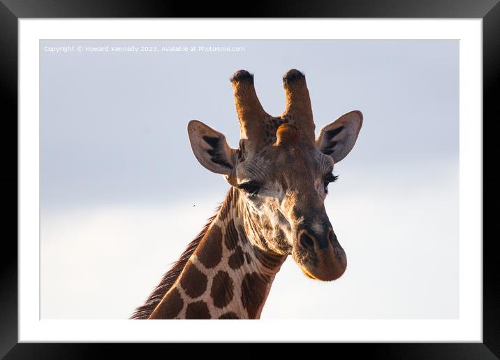 Giraffe Eye Contact Framed Mounted Print by Howard Kennedy