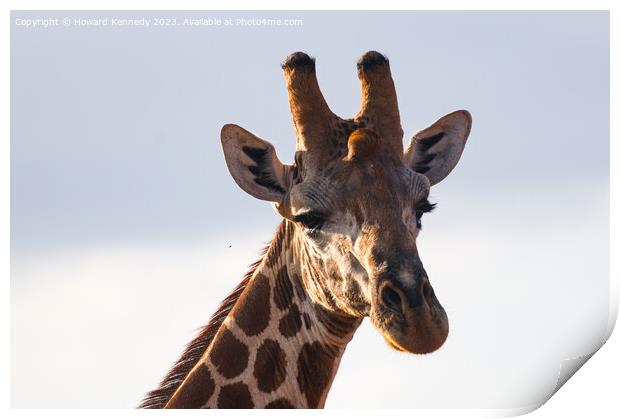 Giraffe Eye Contact Print by Howard Kennedy