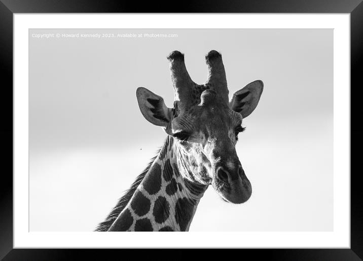 Giraffe Eye Contact in black and white Framed Mounted Print by Howard Kennedy