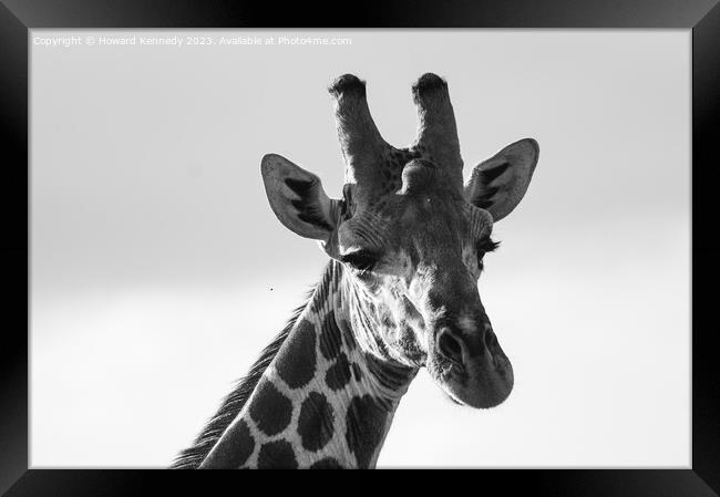 Giraffe Eye Contact in black and white Framed Print by Howard Kennedy