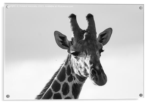 Giraffe Eye Contact in black and white Acrylic by Howard Kennedy