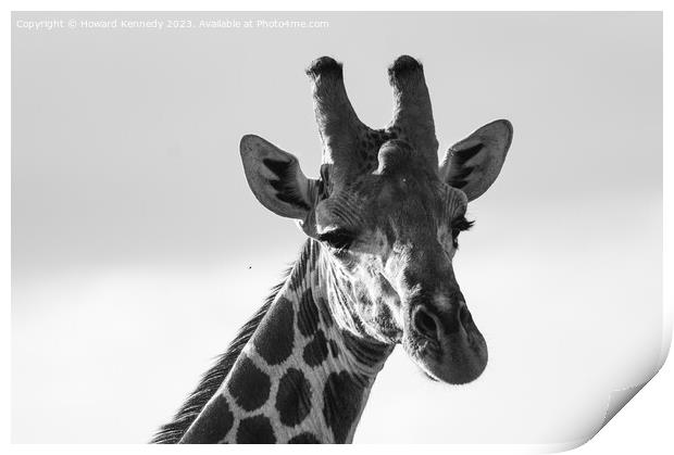 Giraffe Eye Contact in black and white Print by Howard Kennedy