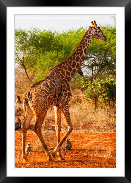 Gosh you're tall! Yellow Baboons watching Masai Gi Framed Mounted Print by Howard Kennedy