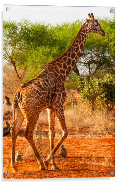 Gosh you're tall! Yellow Baboons watching Masai Gi Acrylic by Howard Kennedy