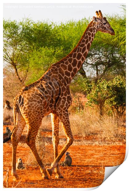 Gosh you're tall! Yellow Baboons watching Masai Gi Print by Howard Kennedy