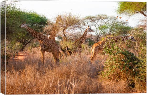 Tower of Masai Giraffe browsing for food Canvas Print by Howard Kennedy