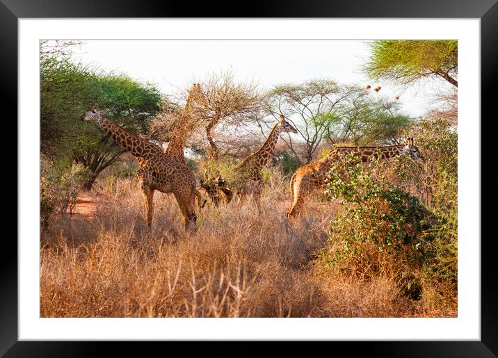 Tower of Masai Giraffe browsing for food Framed Mounted Print by Howard Kennedy