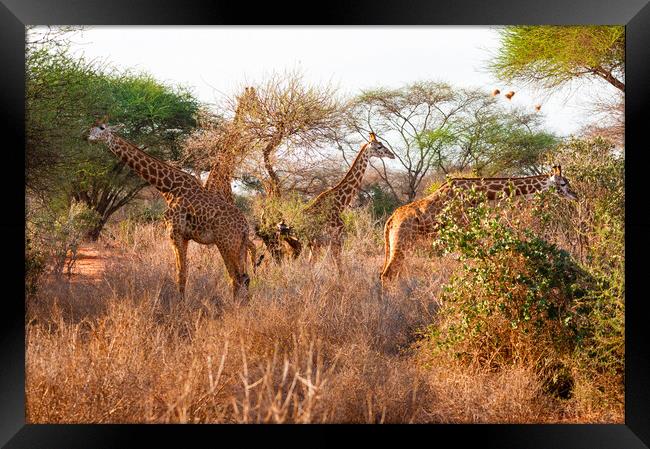 Tower of Masai Giraffe browsing for food Framed Print by Howard Kennedy