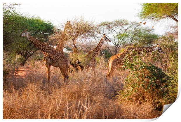 Tower of Masai Giraffe browsing for food Print by Howard Kennedy