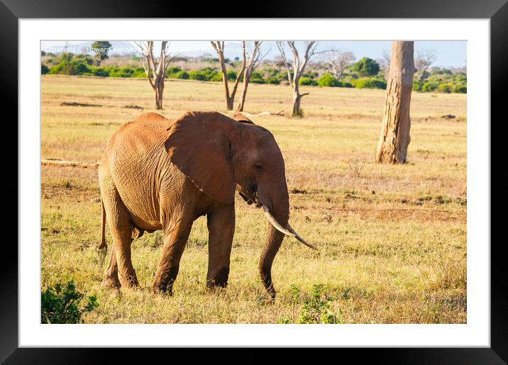 African Elephant eating Framed Mounted Print by Howard Kennedy