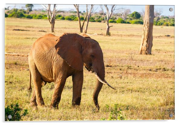African Elephant eating Acrylic by Howard Kennedy
