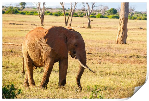 African Elephant eating Print by Howard Kennedy