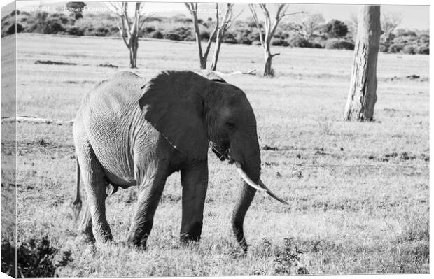 African Savanna Elephant eating in black and white Canvas Print by Howard Kennedy