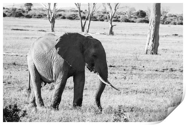 African Savanna Elephant eating in black and white Print by Howard Kennedy
