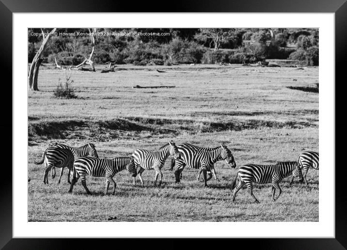 Dazzle of Zebra Framed Mounted Print by Howard Kennedy