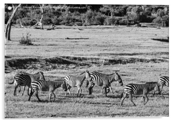 Dazzle of Zebra Acrylic by Howard Kennedy