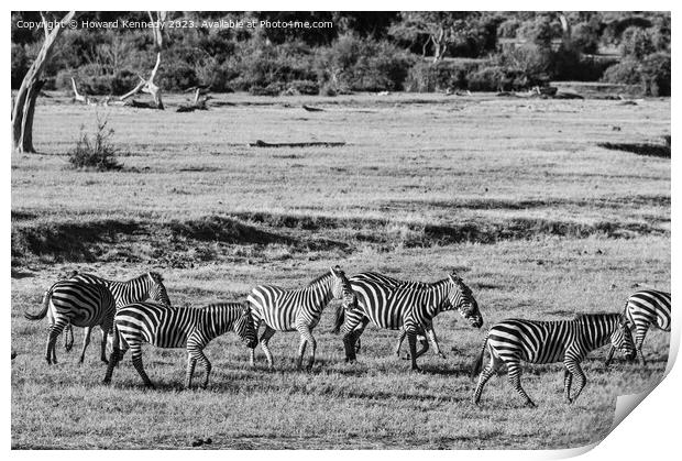 Dazzle of Zebra Print by Howard Kennedy