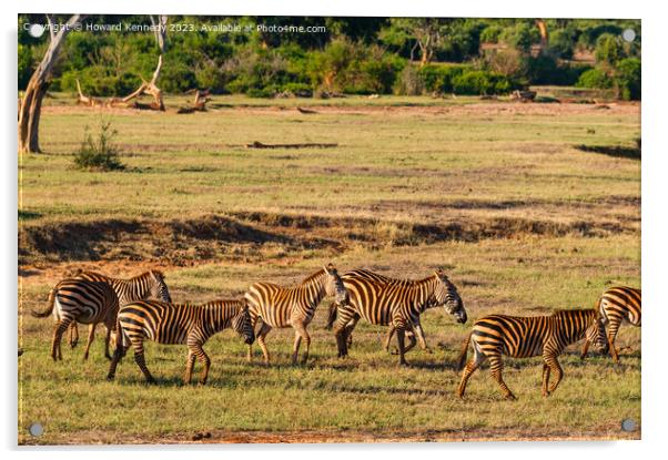 Dazzle of Zebra Acrylic by Howard Kennedy