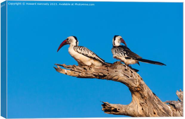 Red-Billed Hornbill Pair Canvas Print by Howard Kennedy
