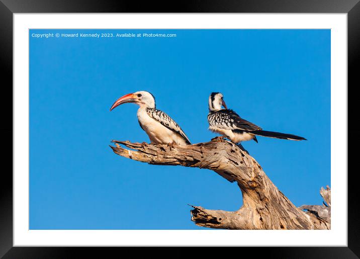 Red-Billed Hornbill pair Framed Mounted Print by Howard Kennedy