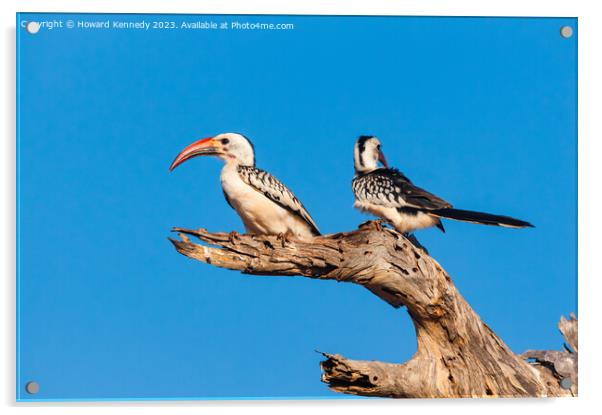 Red-Billed Hornbill pair Acrylic by Howard Kennedy