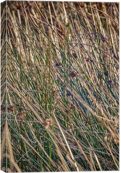 Grass Canvas Print by Glen Allen