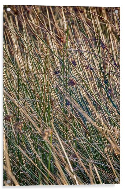 Grass Acrylic by Glen Allen