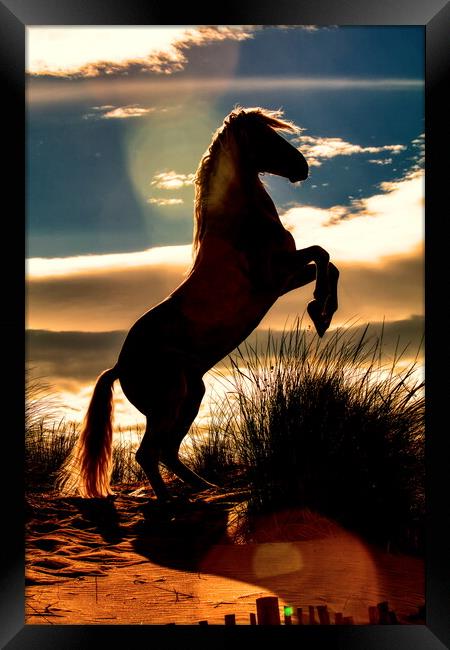 Stallion rearing silhouette Framed Print by Helkoryo Photography