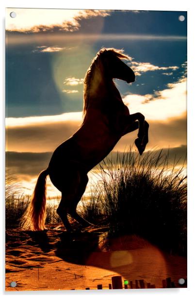 Stallion rearing silhouette Acrylic by Helkoryo Photography