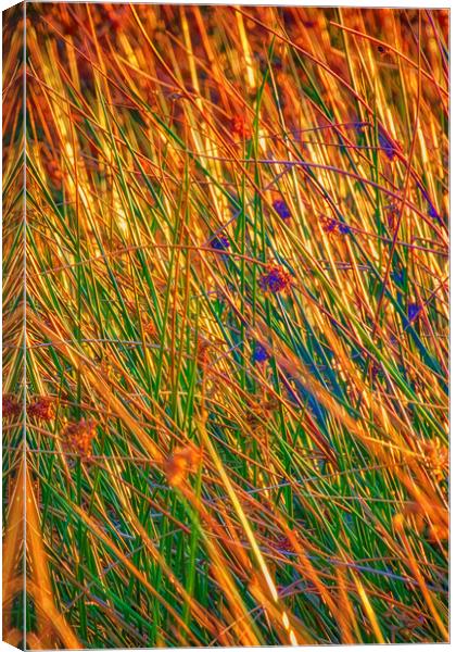 Grass II Canvas Print by Glen Allen