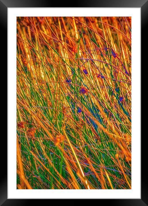Grass II Framed Mounted Print by Glen Allen