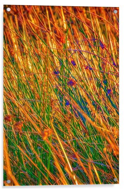 Grass II Acrylic by Glen Allen
