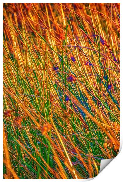 Grass II Print by Glen Allen