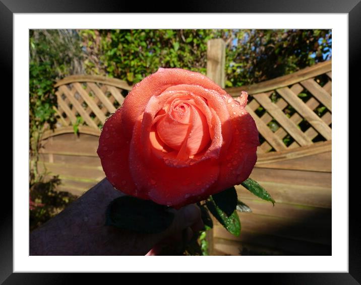 October Red Rose covered in due drops Framed Mounted Print by Peter Hodgson