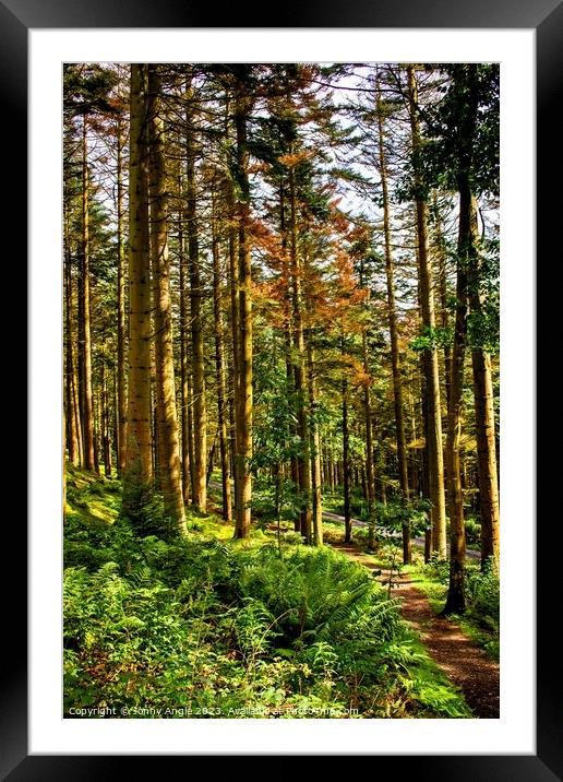 geogeous trees bathed in evening  Framed Mounted Print by Jonny Angle
